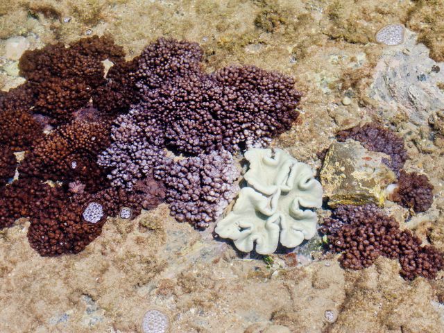 You'll find animals and corals in the rock pools.