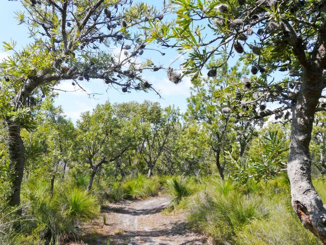 The Banksia Bicentennial bushwalk is an easy stroll.