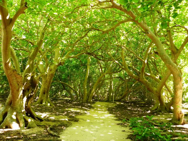 Escape the heat of the beach on this shady track.