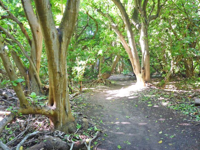 Walk from the northern side of the island to the southern beach.