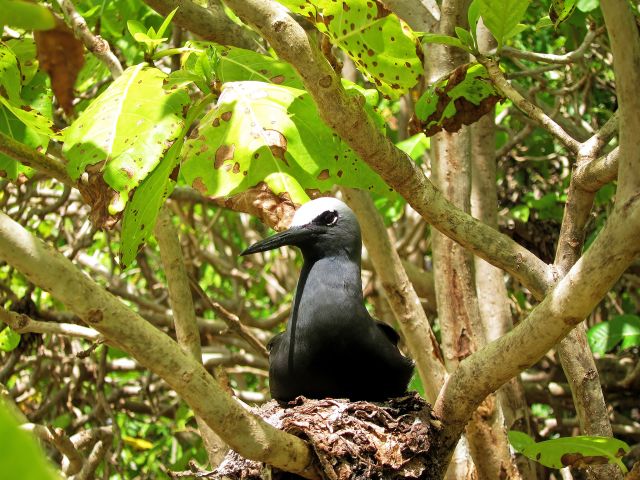 Between October and April look for nesting black noddies.
