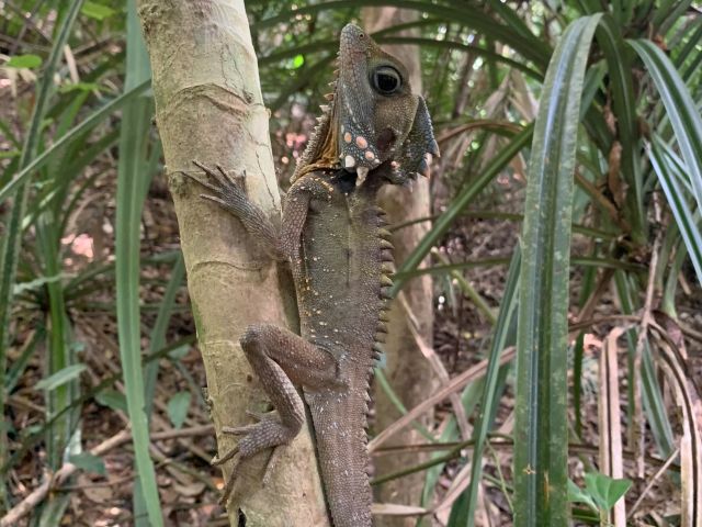 Photo of a Boyd’s forest dragon - they can be seen perching on tree trunks along the track.
