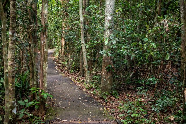 Photo of hazards such as exposed rocks and tree roots, obstacles and loose gravel making Lake Eacham circuit track unsuitable for jogging.