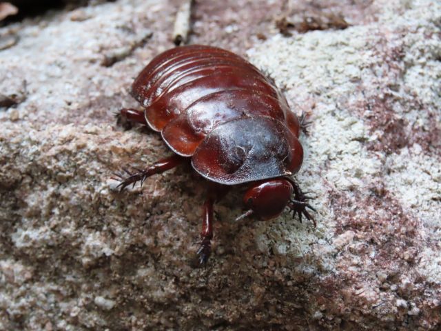 Giant burrowing cockroach macropanesthia rhinoceros are commonly seen when it rains in the dry rainforest area. 