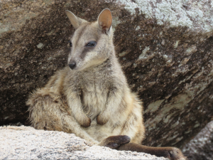 Close-up photo of an Allied-rock wallaby sitting among grey granite boulders.