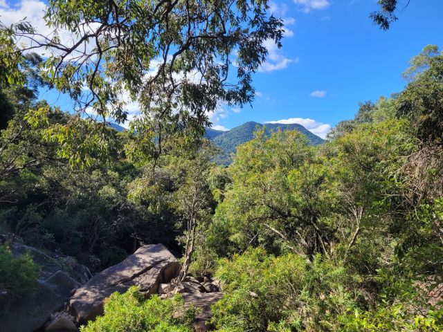 A rainforest with trees and rocks