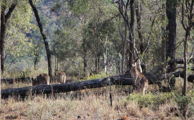 Photo of eastern grey kangaroos