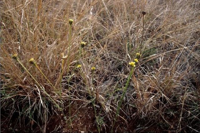 Photo of small yellow flowers