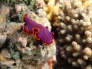 Close up of a nudibranch resting on coral. Its vibrant purple and orange colouring makes it stand out.