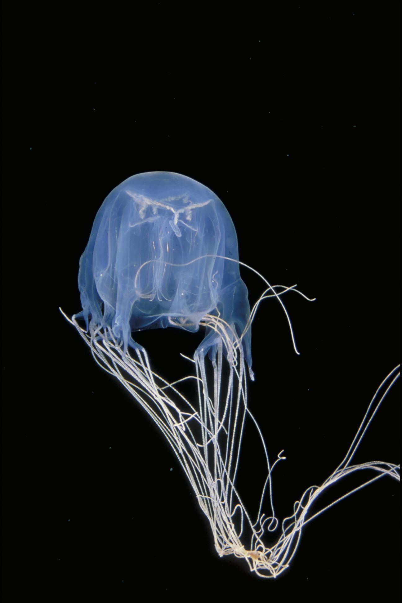 A blue-coloured box jellyfish with its tentacles flowing down and to the right. The longest of which loop back up but are still cut off at the edge of the frame
