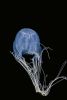 A blue-coloured box jellyfish with its tentacles flowing down and to the right. The longest of which loop back up but are still cut off at the edge of the frame