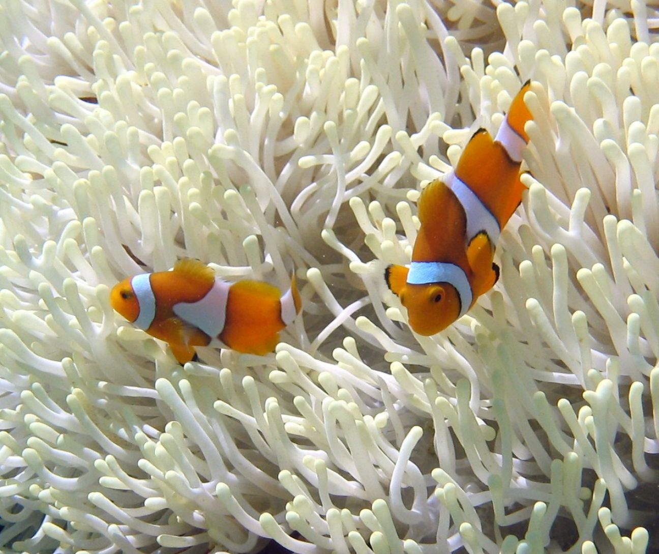 Two orange, white and black clownfish, one larger one smaller, swimming amongst the tentacles of a white anemone. 