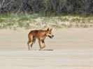 Photo of a dingo on a beach