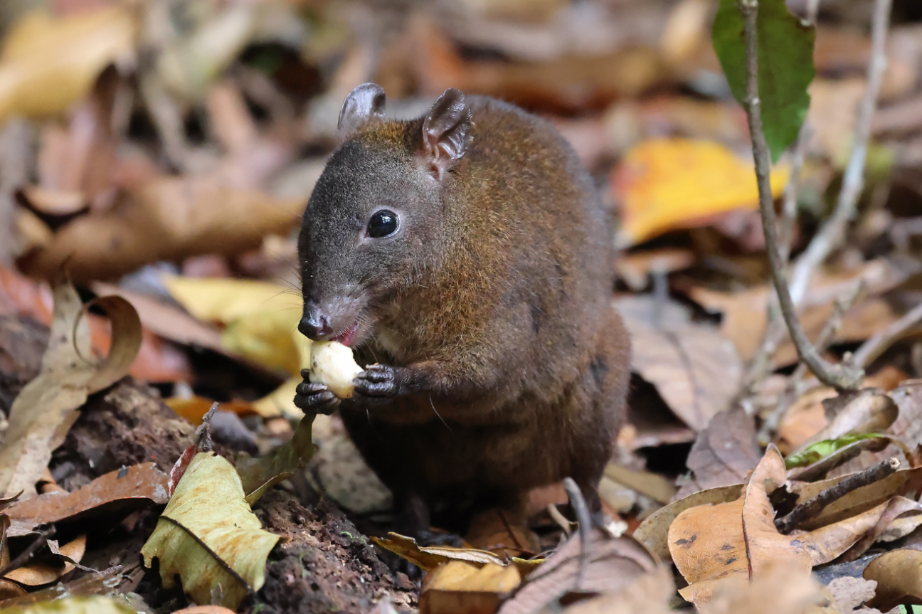 Photo of a musky-rat kangaroo sitting on its back legs holding a nut in its front paws. Dark golden brown in colour with slightly darker fur on its face