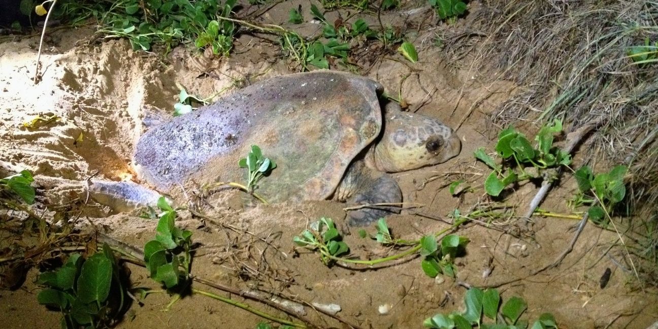 Female loggerhead turtle digging her nest in a sand dune.
