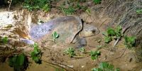 Female loggerhead turtle digging her nest in a sand dune.