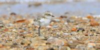 Red-capped plover chick standing on a sandy beach.