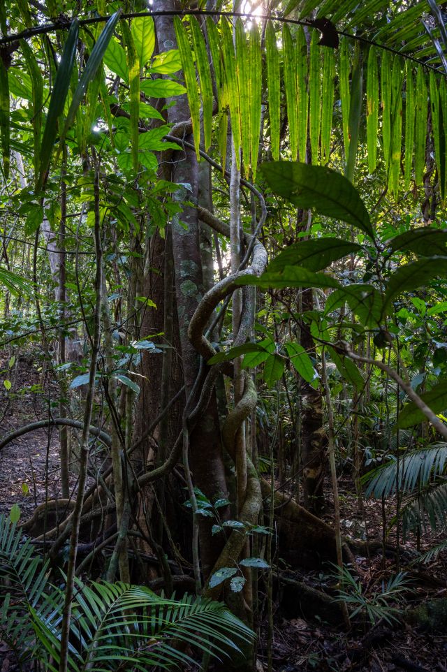 Photo of the rainforest along Djina-Wu track
