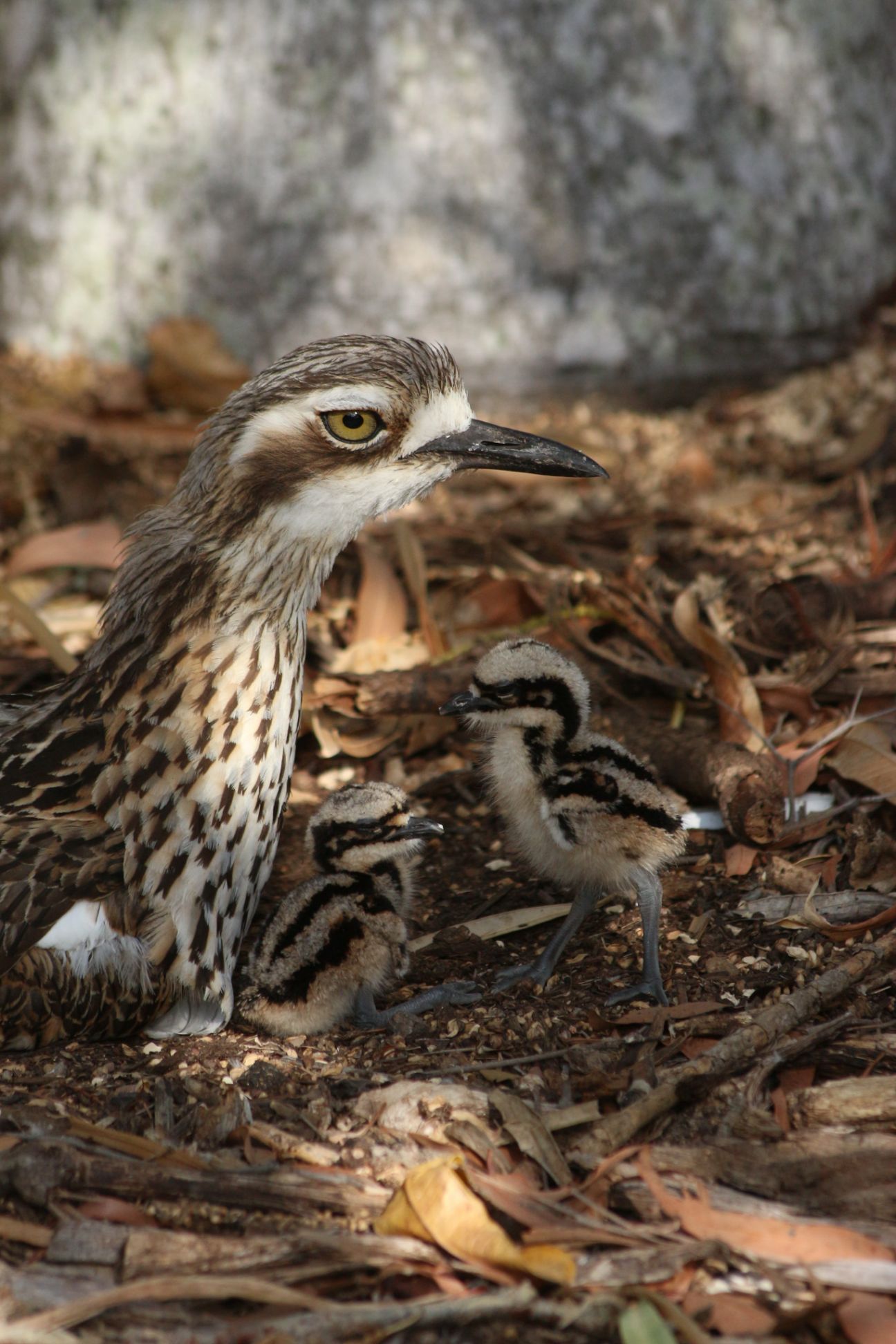 Adult bird with two chicks beside with leafy ground cover.