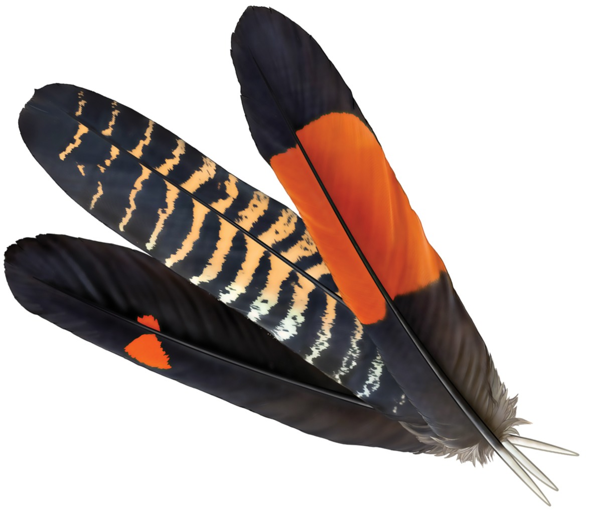 Three tail feathers. One black with red dot. One black with orange stripes. One black with red centre.  