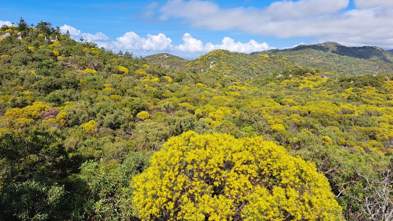 Large Acacia trees in flower, with a mass of yellow flowers