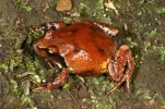 Mount Ballow Mountain frog (Philoria knowlesi)
