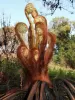 Plant respruoting