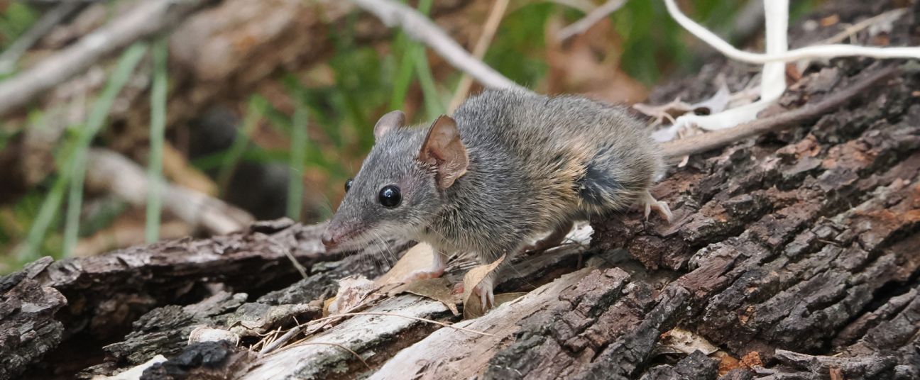 Small native rodent with grey-brown fur and large dark eyes moving along a piece of rough, peeling tree bark on the forest floor, surrounded by dry leaves and blurred green vegetation in the background.