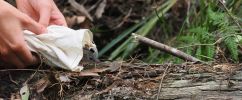 A person’s hand holds open a light-coloured bag as a small grey-brown mammal peeks out, with its head and ears visible among dry leaves and twigs on a fallen log in a forest setting.