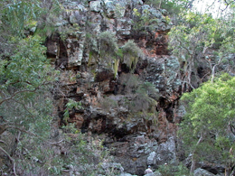 Dry ridge top vegetation 