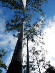 Towering rose gums.  