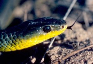 Close up photo of the head of a common tree snake