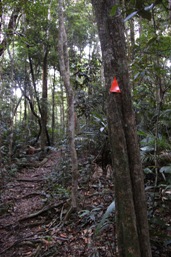 Speewah trail head provides access to the long-distance walks through Barron Gorge National Park. 
