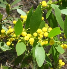 Flatstem wattle 