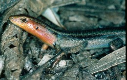 Rainbow skink 