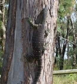 Lace monitors 