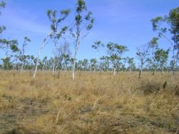 The Savanna country. 