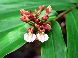 Image of a ginger flower which are along the walking tracks.