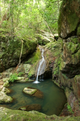 Waterfall, Amama walk from the Amama day-use area, Amamoor State Forest