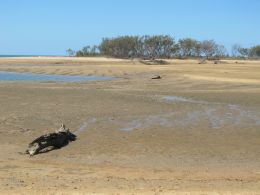 Wild Cattle Creek dries at low tide, allowing visitors to walk across to the park.