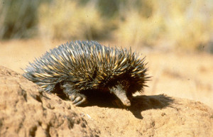 Echidna
