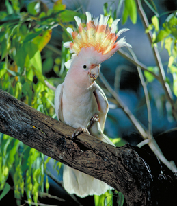Pink (Major Mitchell) cockatoo