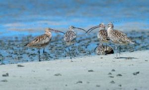 The islands are great for birdwatching - near threatened (rare) eastern curlews have been seen. 
