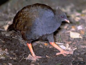 Orange-footed scrubfowl. 