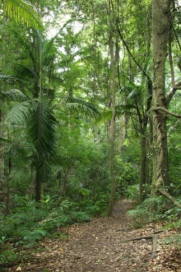 Explore on the Rainforest walk, a short walk from Cedar Grove camping area