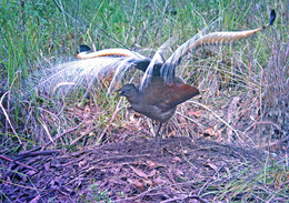 Photo of a performing male superb lyrebird at Girraween.