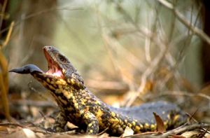 Shingle-back lizard