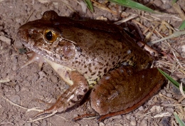 Giant barred frog.