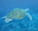 Image of a Turtle swimming underwater in Moreton Bay Marine Park.