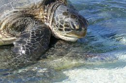 Green turtles nest on Wild Cattle Beach.